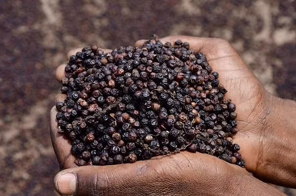 pepper img